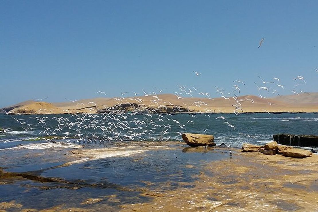 Tour Islas Ballestas y Reserva Nacional de Paracas